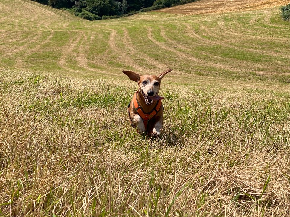 Der (fast) Perfekte Rückruf * Hundeschule * Smart Dogs Wuppertal in Wuppertal