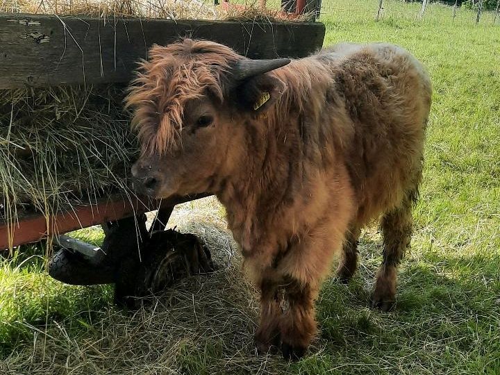 Highland Cattle Bulle,  Hochlandrind in Gemünden a. Main