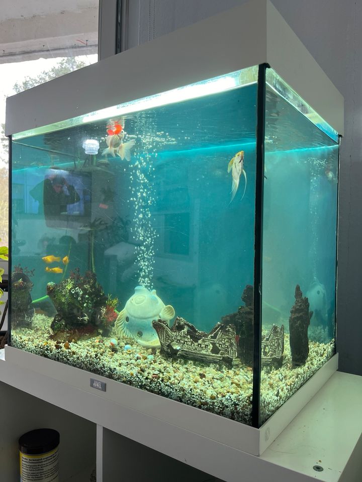 Aquarium für Fische in Eberswalde