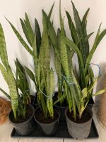 Zimmerpflanzen sansevieria Berlin - Tempelhof Vorschau