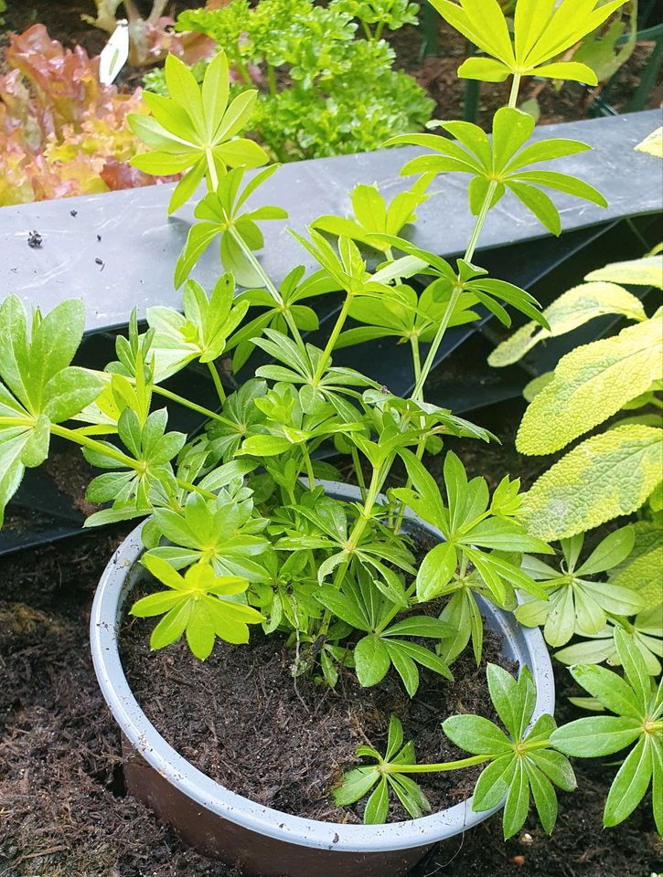 Ableger Waldmeister in Bochum