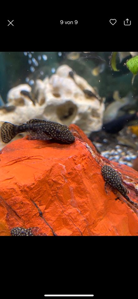 Antennenwelse Welse Süßwasserfische Nachwuchs Algenfresser in Weinstadt