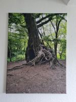 Keilrahmenbild Baum, XL Bild Kreis Ostholstein - Bad Schwartau Vorschau