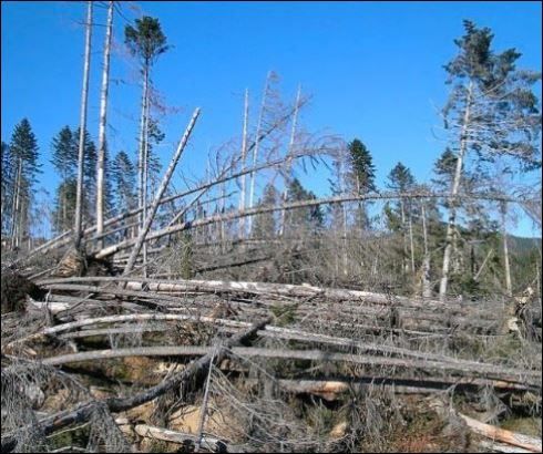 Suche Wald, auch zum aufforsten nach Kahlschlag, Wiese, Garten in Heuchelheim