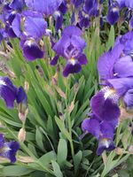 Iris / Schwertlilie lila-blau Saarland - Bous Vorschau