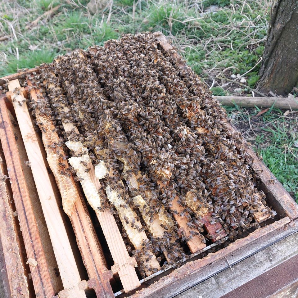 Bienen Bienenschwarm in Allmendingen