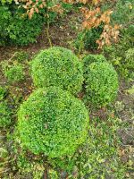 Buxbaum bonsai groß vormschnitt Schleswig-Holstein - Dannewerk Vorschau