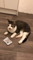 Ich suche meinen Kater Findus in Kiel-Hammer Schleswig-Holstein - Molfsee Vorschau