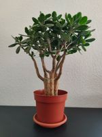 3x Crassula Geldbaum, auch als Bonsai kultivierbar Hessen - Kassel Vorschau