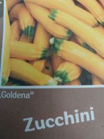15.4.-19.4. Zucchini Hokkaido Butternuß Pflanzen St. 0,50 c. Dresden - Langebrueck Vorschau