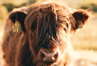 Hochlandrind Highland Cattle Bullen Absetzer Baden-Württemberg - Vaihingen an der Enz Vorschau