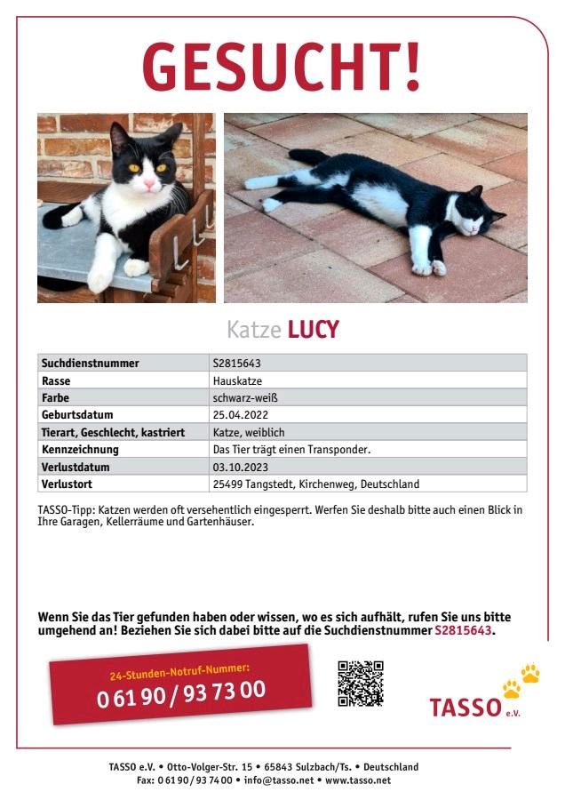 Katze Lucy wird sehr vermisst. in Tangstedt