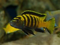 Malawi Buntbarsch Nachzuchten - Pseudotropheus Flavus Nordrhein-Westfalen - Selfkant Vorschau