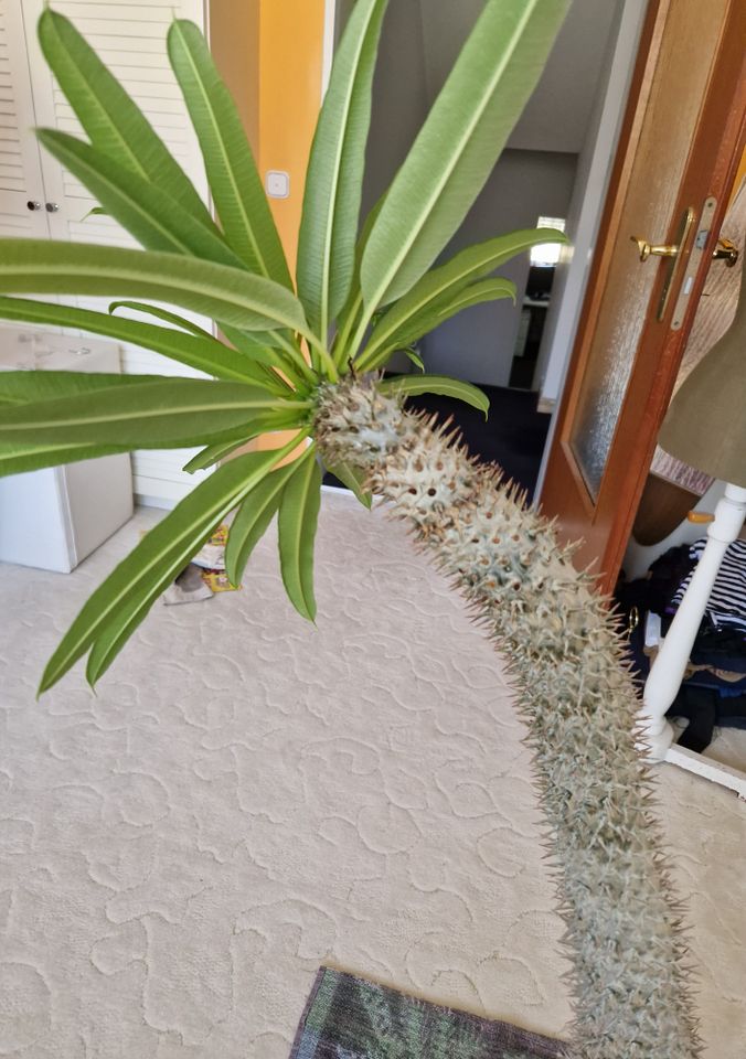 Kaktus Madagaskarpalme- 125 cm hoch - ca. 40 Jahre alt in München