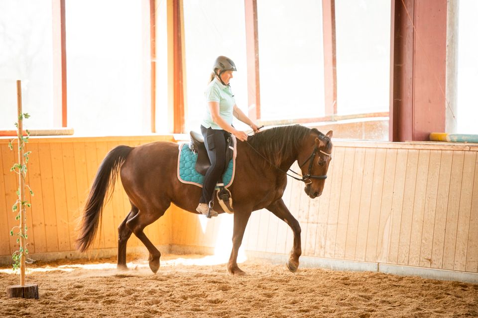 Vielseitiges Gangpferd, Tennessee Walking Horse- Töltender Traber in Haag in Oberbayern