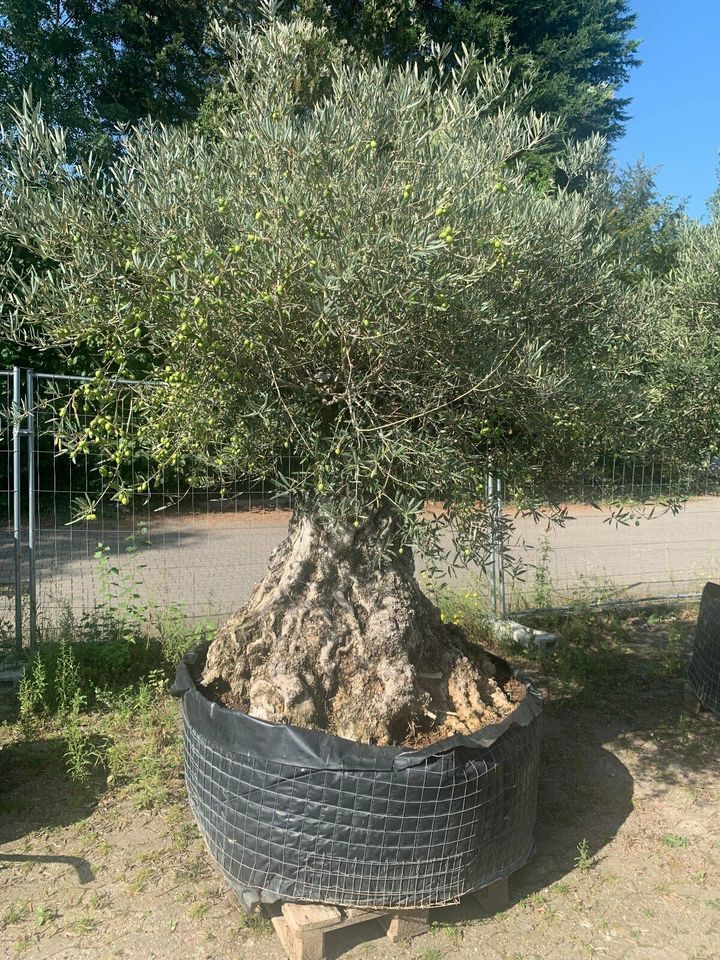 Olea Europaea hojiblanca(Olivenbaum)Bonsai ab80/100cm Stammumfang in Recklinghausen