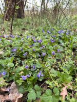 Gartenhilfe Brandenburg - Schulzendorf bei Eichwalde Vorschau