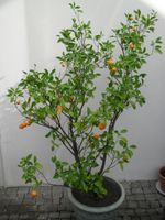 Mandarinenbäumchen 140cm hoch, mit z.Teil reifen Zierfrüchten Bayern - Straubing Vorschau