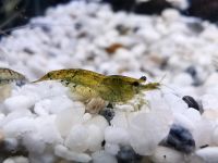 ⭐ Green Fire Garnelen (10Stück=6€)Aquarium Nano-Cube Garnele Niedersachsen - Northeim Vorschau