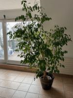 Ficus Benjamin Stuttgart - Weilimdorf Vorschau