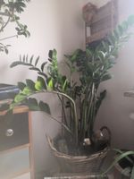 Zamioculcas ca. 90 cm hoch im Korb Innenstadt - Köln Altstadt Vorschau