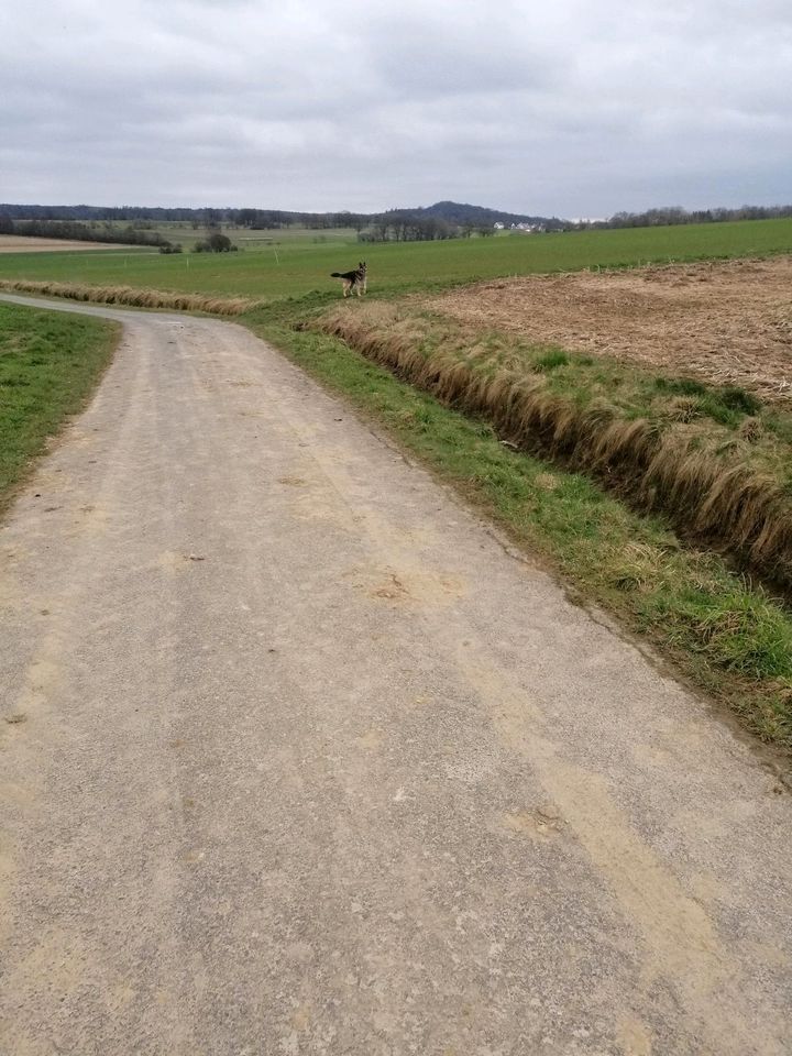 Deutsch - Schweizer - Schäferhund Rüde in Grebenstein