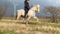 Hlekkur - wunderschöner, schicker Viergänger! Niedersachsen - Schneverdingen Vorschau