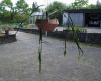 Blattkaktus "Epiphyllum"  rot 1 Baden-Württemberg - Rudersberg Vorschau