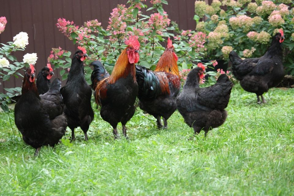 Marans Schwarz Kupfer Bruteier tolle Hühner Eier zum ausbrüten in Reinheim