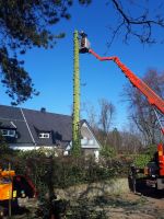 Baumfäller, Baum fällen, Rodung, Wurzel entfernen Nordrhein-Westfalen - Oberhausen Vorschau