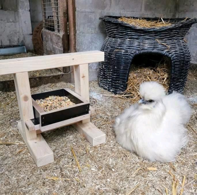 Futterkrippe / Futtertrog / Futterschale für Hühner von Elmati in Langwedel