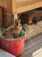 2 Kaninchen mit Stall und Zubehör Thüringen - Sondershausen Vorschau