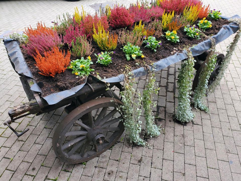 Rollrasen | Gartenpflege | Pflastersteine reinigen | Gärtner in Bad Kreuznach