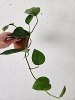 Kletterpflanze | Zimmerpflanze abzugeben Nordrhein-Westfalen - Eschweiler Vorschau