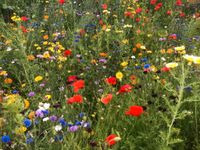 Verschiedenes bio Saatgut Samen Blumen Gartenblumen Tagetes Malve Rheinland-Pfalz - Flörsheim-Dalsheim Vorschau