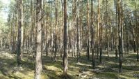 Suche Wald, Acker- und Grünland zum Kauf in Halbe u. Umgebung Brandenburg - Halbe Vorschau