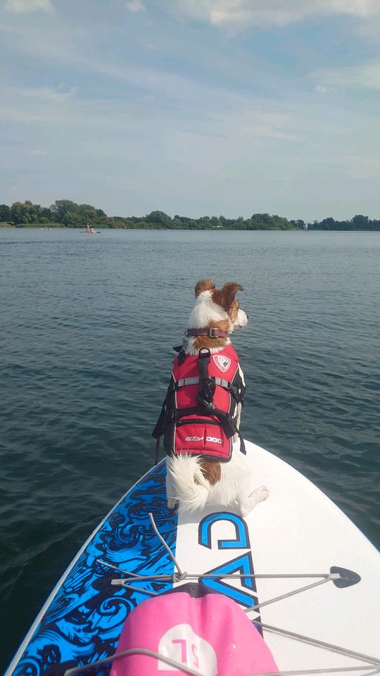 Jack Russell Terrier Hündin in Hamburg