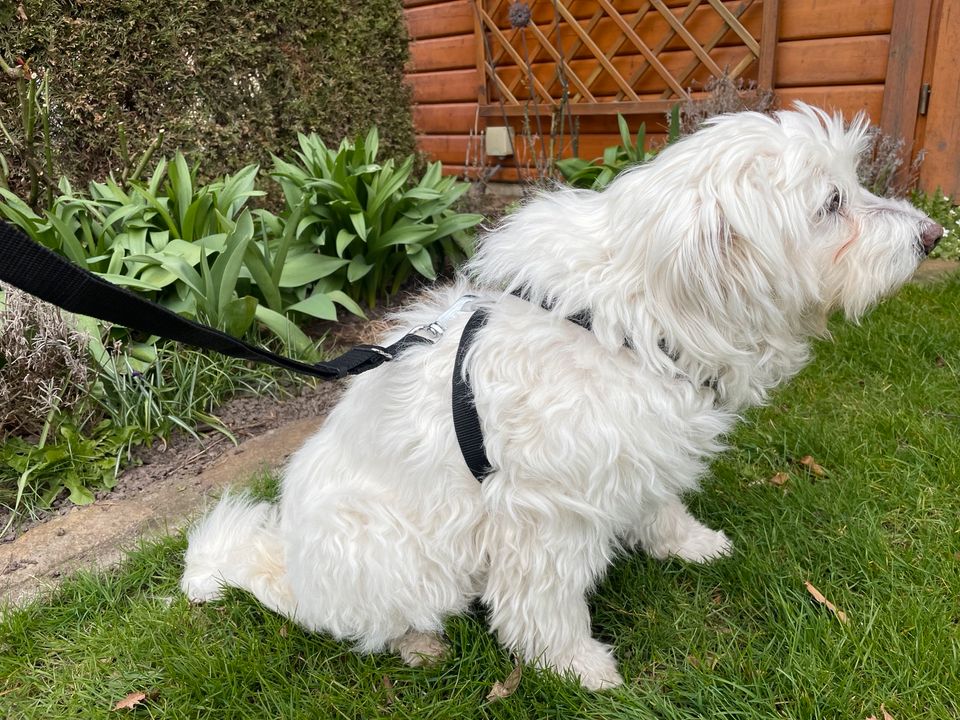 Trixie Hunde Autogeschirr Gr. M schwarz in Oberkrämer