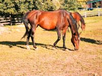 Holsteiner Zuchtstute/Reitpferd Hessen - Tann Vorschau