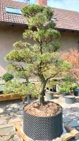 Gartenbonsai, Bonsai, Japangarten, Formgehölz, Niwaki, Kiefer Sachsen-Anhalt - Derenburg Vorschau