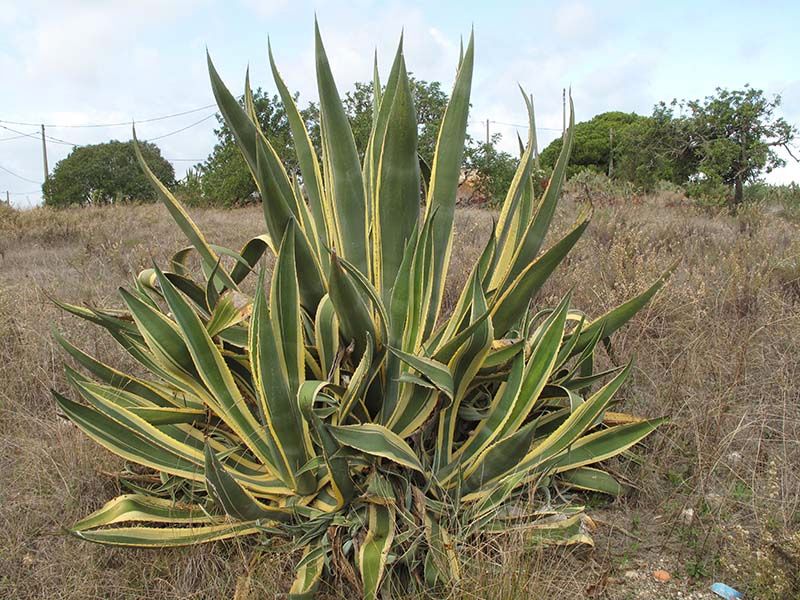 Algarve / Portugal: traumhaftes Naturgrundstück am Meer, 3.000 m2 in Essen