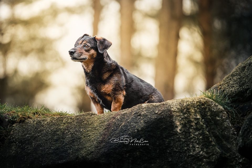 Tierfotograf * Fotograf * Fotografie * Hunde * Pferde in Werlte 