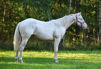 Cremello Quarter Horse Hengst mit guter Abstammung Brandenburg - Rehfelde Vorschau