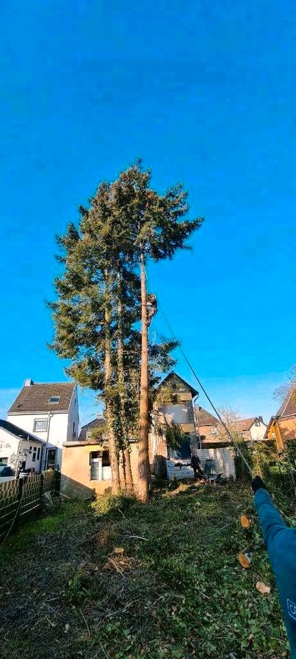 Baumfällung Baumpflege Winterdienst Schüttgut Transporte in Weilerswist