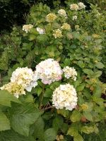 Hortensien rot und weiß Bauernhortensie Tellerhortensie Büsche Schleswig-Holstein - Westensee Vorschau