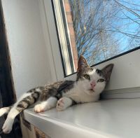 Katze Nayla 1 Jahr alt sucht ein neues Zuhause Bochum - Bochum-Mitte Vorschau