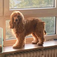 Betreuung für ihren Hund Nordrhein-Westfalen - Unna Vorschau
