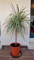 Gerandeter Drachenbaum Dracaena marginata Pflanze Zimmerpflanze Rheinland-Pfalz - Berg Vorschau