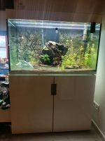 Eheim Aquarium 300l Nordrhein-Westfalen - Beckum Vorschau