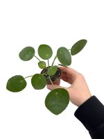 Pilea Peperomioides / Geldbaum / Ufopflanze - Babyplant Hannover - Vahrenwald-List Vorschau